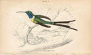 Jardine Naturalists Library Hummingbird Trochilus Enicurus - Panteek Antique Prints