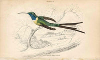 Jardine Naturalists Library Hummingbird Trochilus Enicurus - Panteek Antique Prints