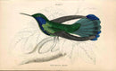 Jardine Naturalists Library Hummingbird Trochilus Anais 2 - Panteek Antique Prints
