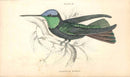 Jardine Naturalists Library Hummingbird Trochilus Rivolii - Panteek Antique Prints