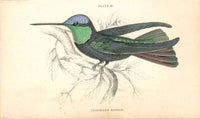 Jardine Naturalists Library Hummingbird Trochilus Rivolii - Panteek Antique Prints