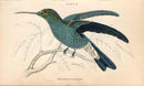 Jardine Naturalists Library Hummingbird Trochilus Buffonii - Panteek Antique Prints