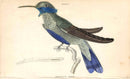 Jardine Naturalists Library Hummingbird Trochilus Anais 1 - Panteek Antique Prints