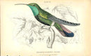 Jardine Naturalists Library Hummingbird Trochilus Gramineus, Male - Panteek Antique Prints