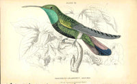 Jardine Naturalists Library Hummingbird Trochilus Gramineus, Male - Panteek Antique Prints