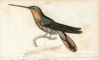Jardine Naturalists Library Hummingbird Ramphodon Naevius - Panteek Antique Prints