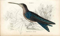 Jardine Naturalists Library Hummingbird Trochilus Gigas - Panteek Antique Prints