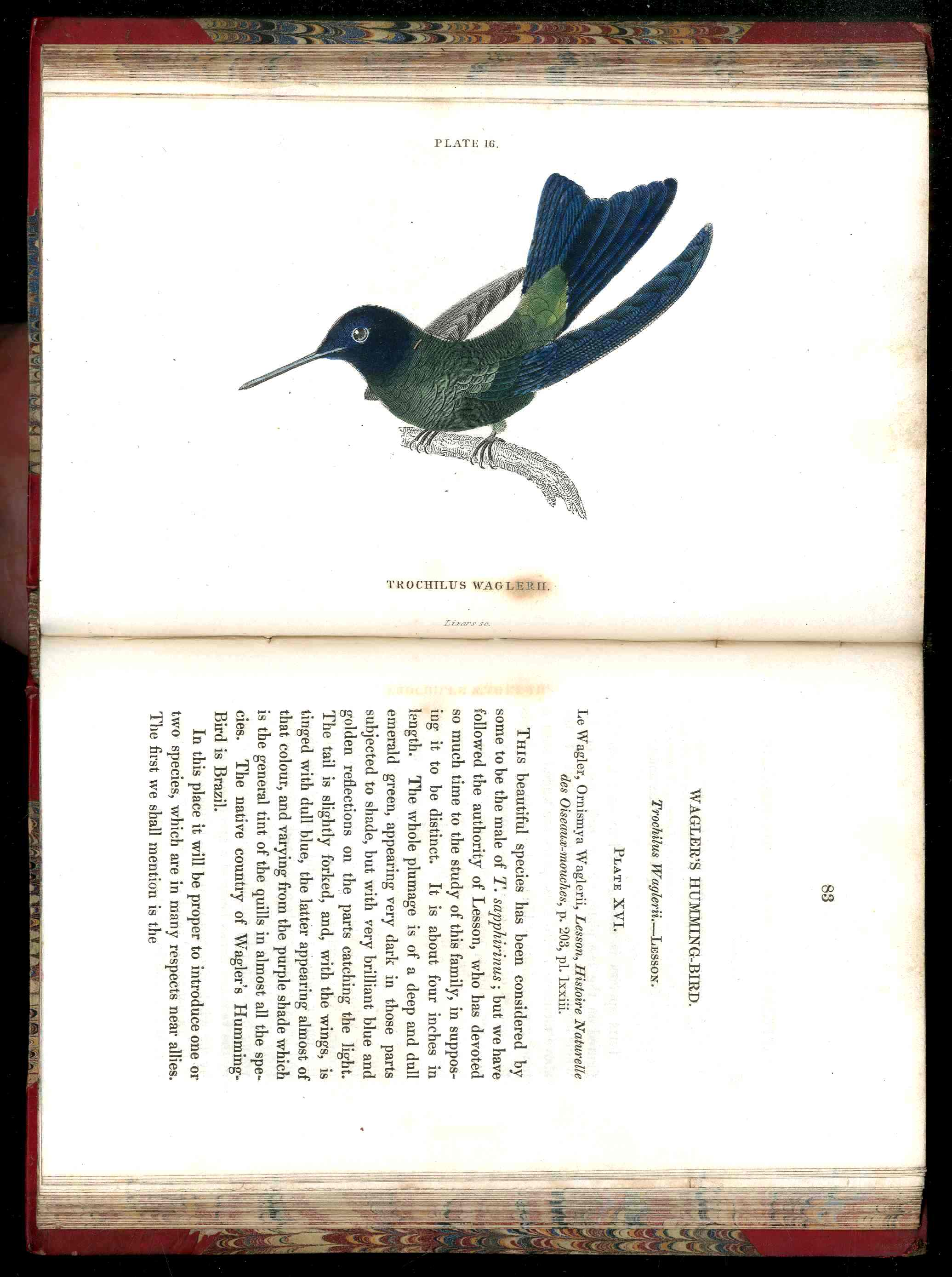 Jardine Naturalist's Library Ornithology Hummingbirds 1833, 2 Volumes 1st Edition