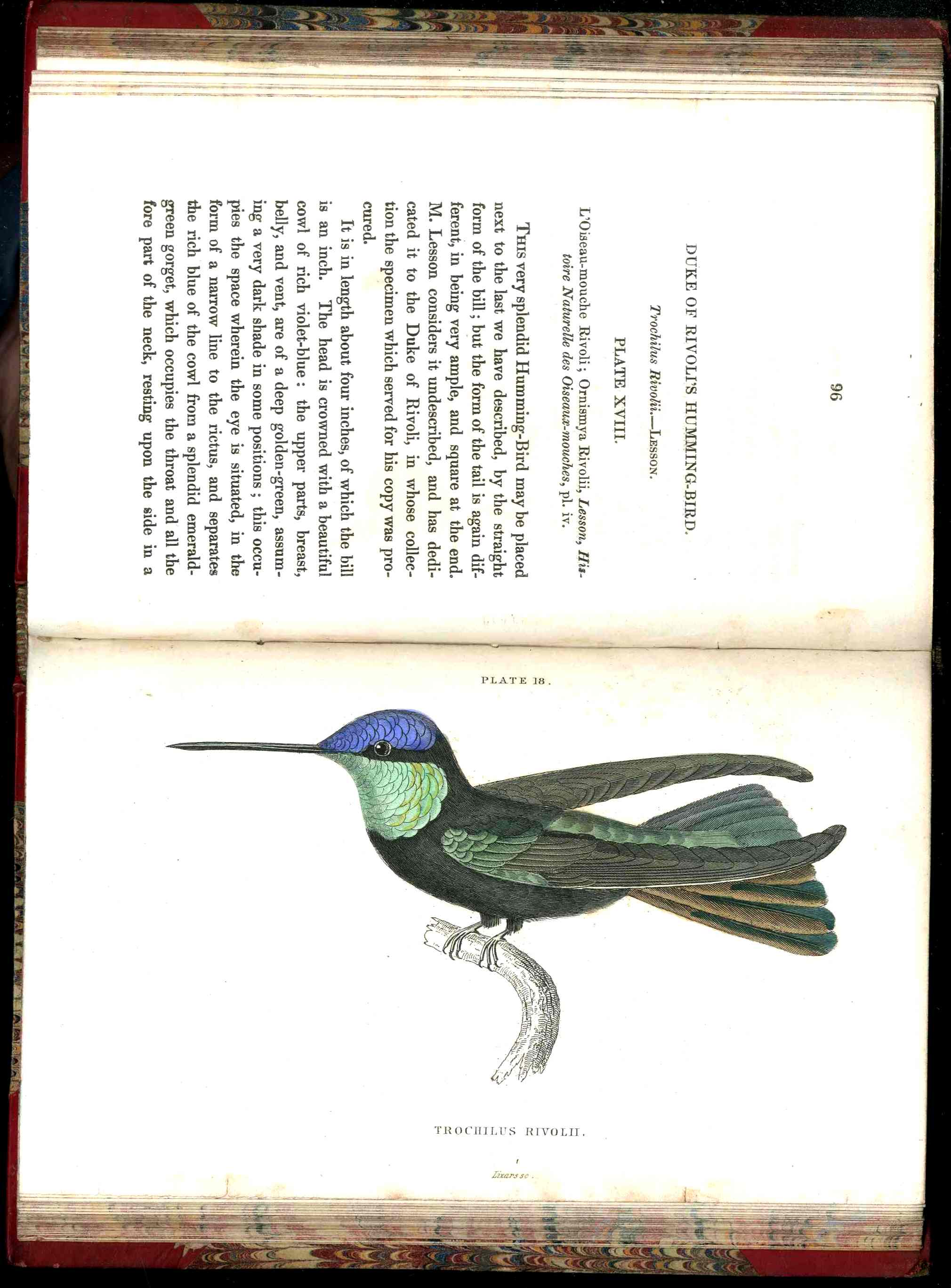 Jardine Naturalist's Library Ornithology Hummingbirds 1833, 2 Volumes 1st Edition