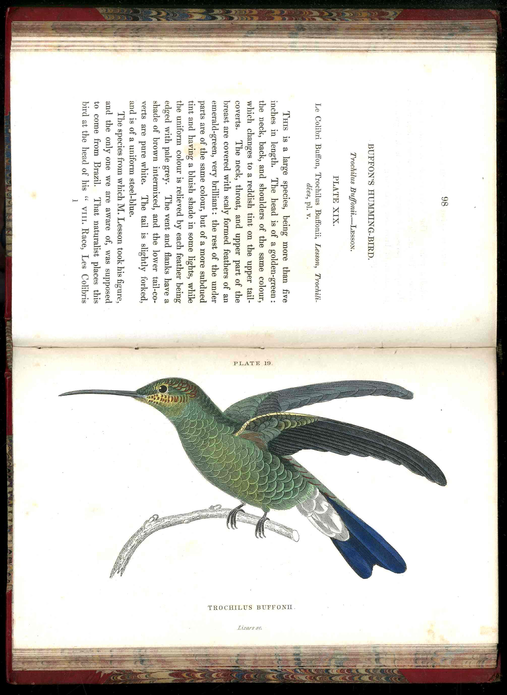 Jardine Naturalist's Library Ornithology Hummingbirds 1833, 2 Volumes 1st Edition
