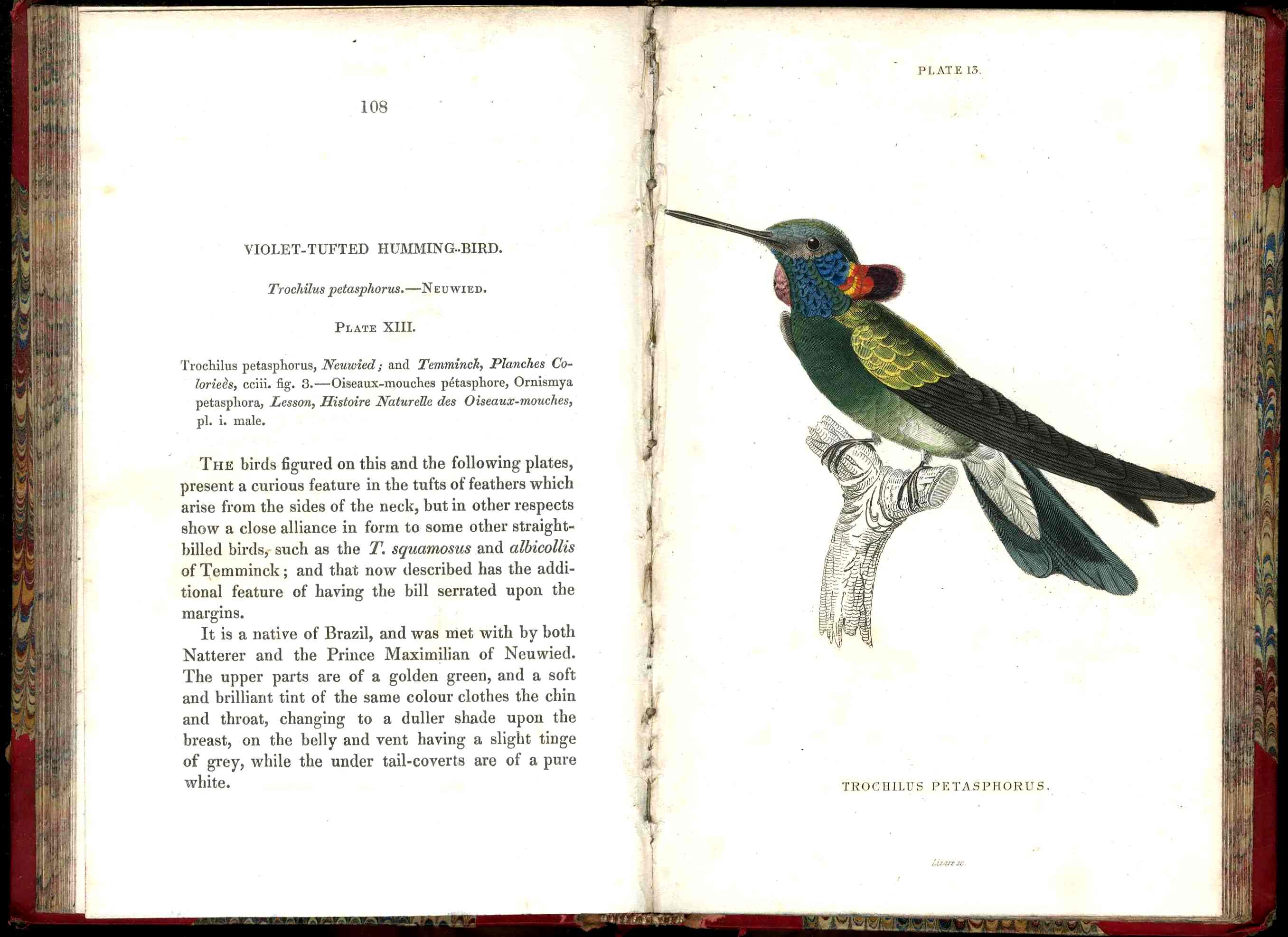 Jardine Naturalist's Library Ornithology Hummingbirds 1833, 2 Volumes 1st Edition