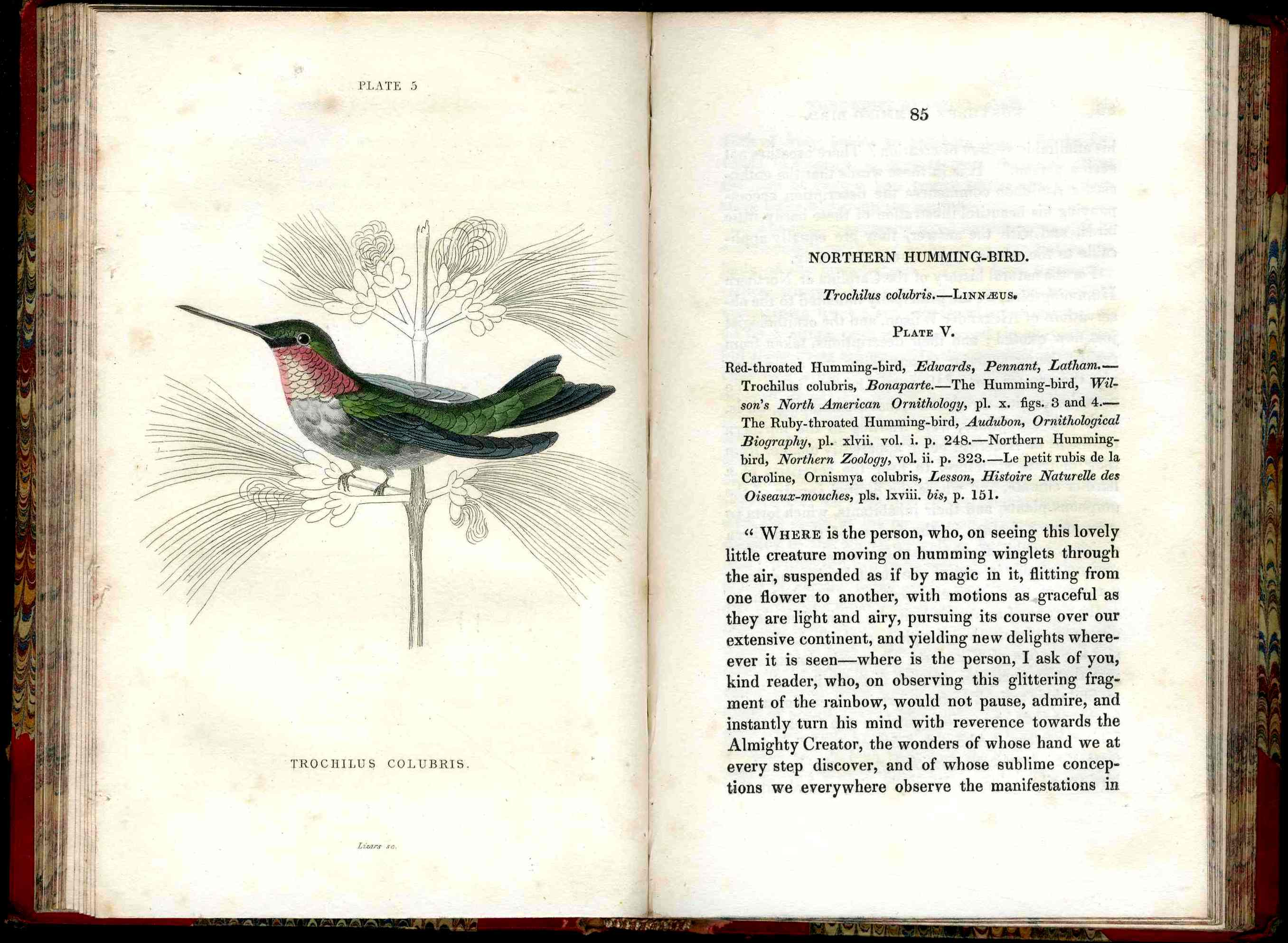 Jardine Naturalist's Library Ornithology Hummingbirds 1833, 2 Volumes 1st Edition