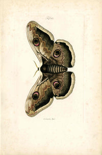 Kayser Hand Colored Engraving Saturnia Moth KAY13