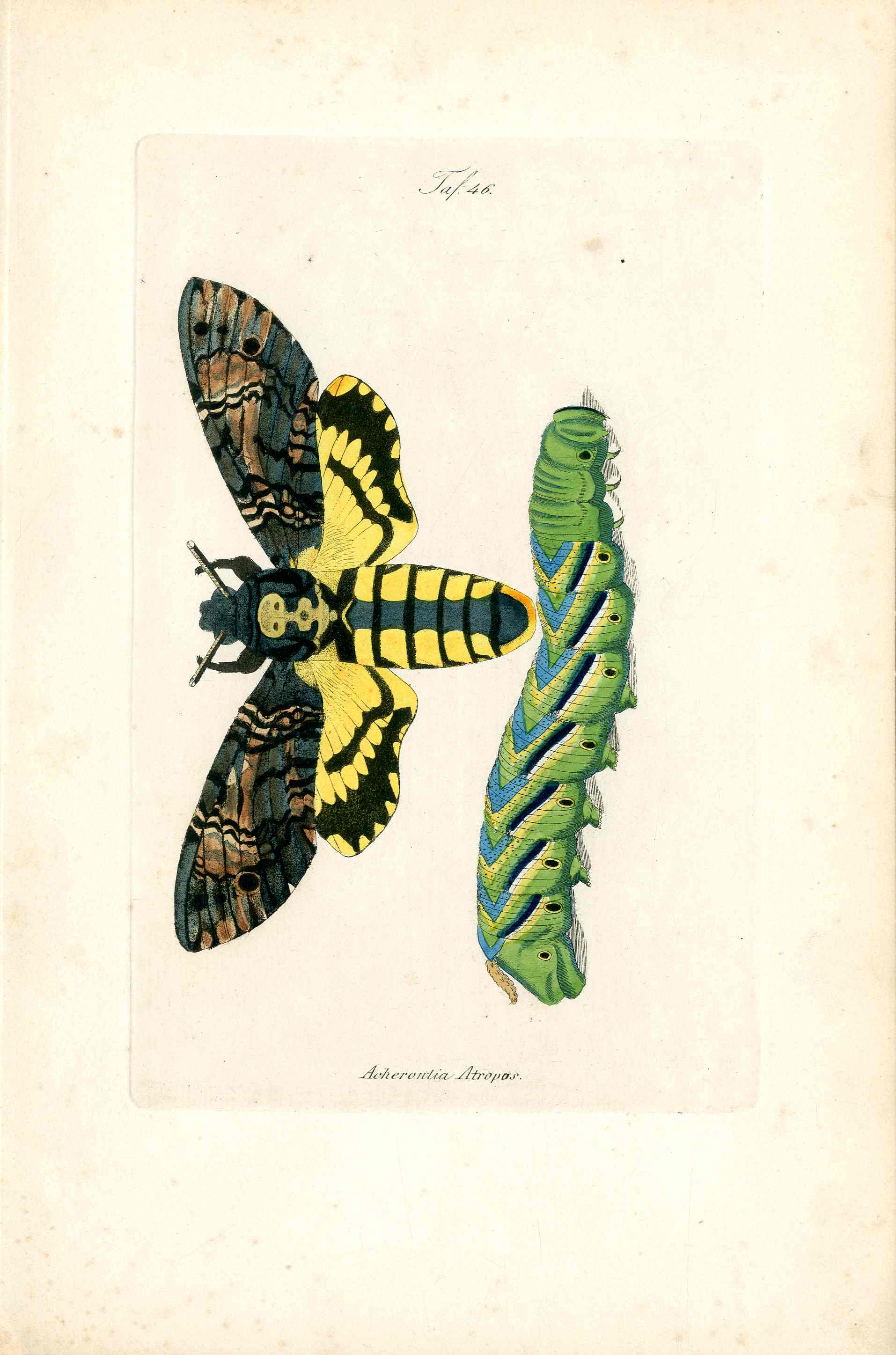 Kayser Hand Colored Engraving Death's Head Hawk Moth KAY14