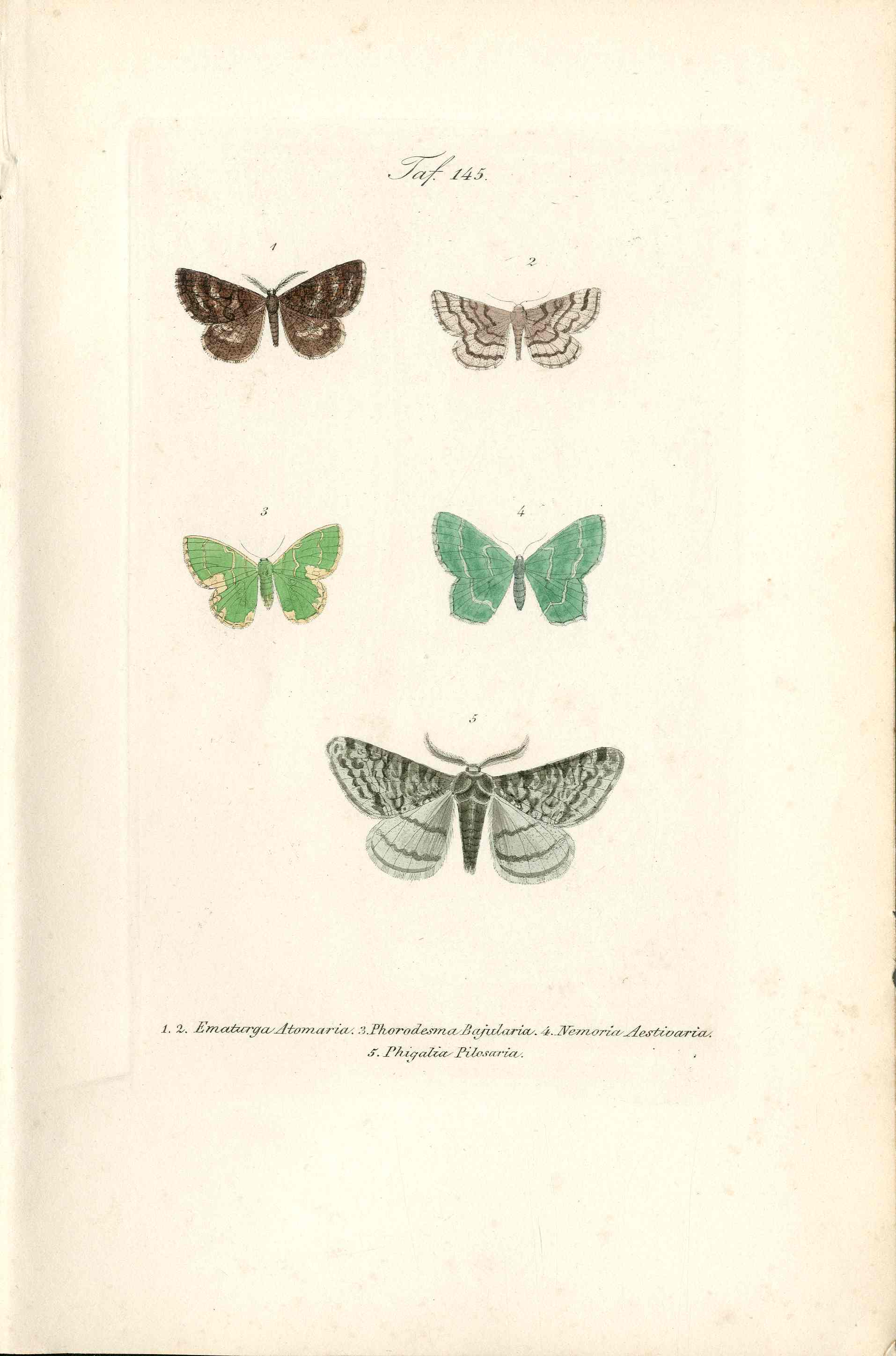 Kayser Hand Colored Engraving Common Heath Moth KAY15