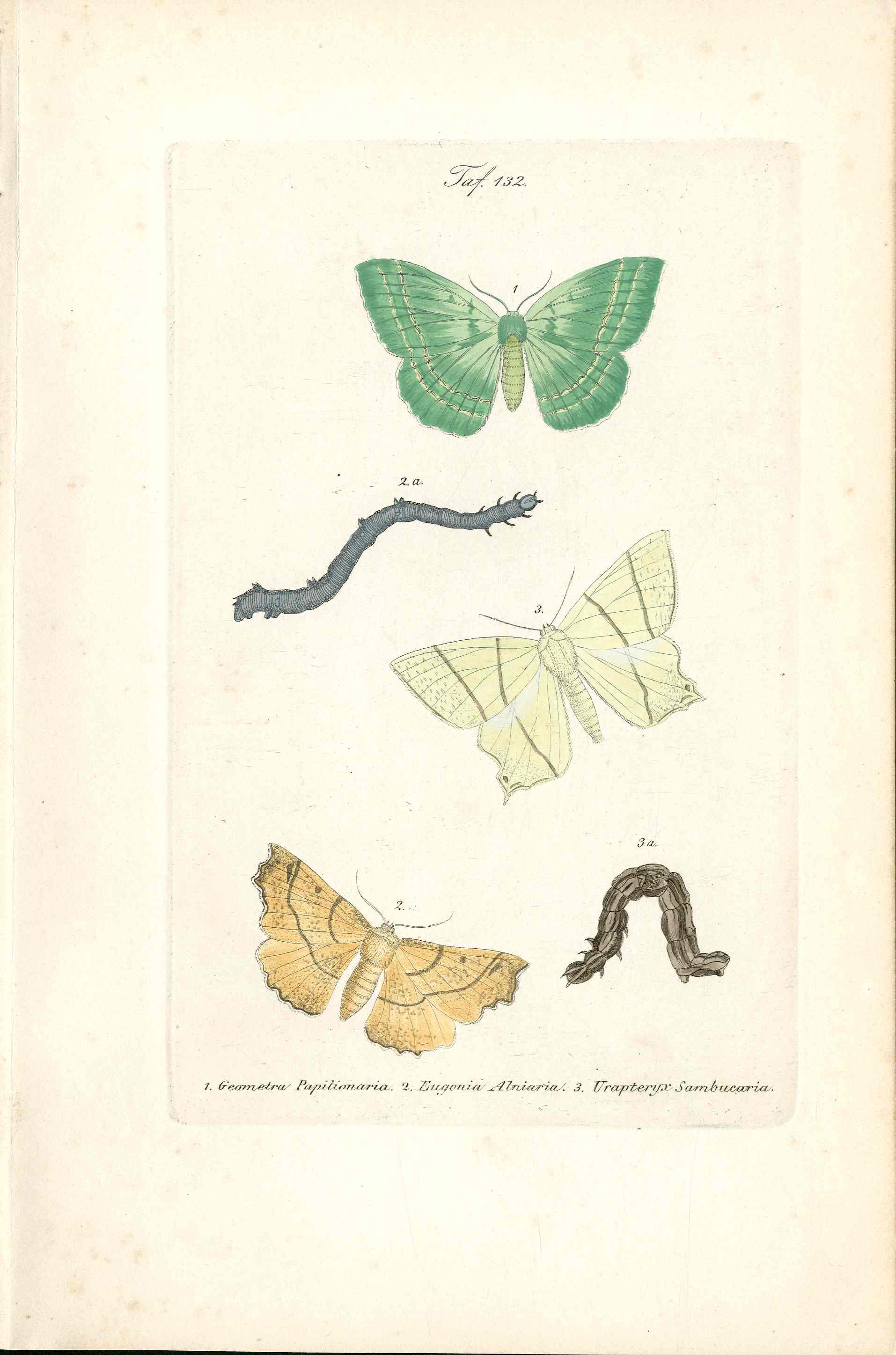 Kayser Hand Colored Engraving Large Emerald Moth KAY16