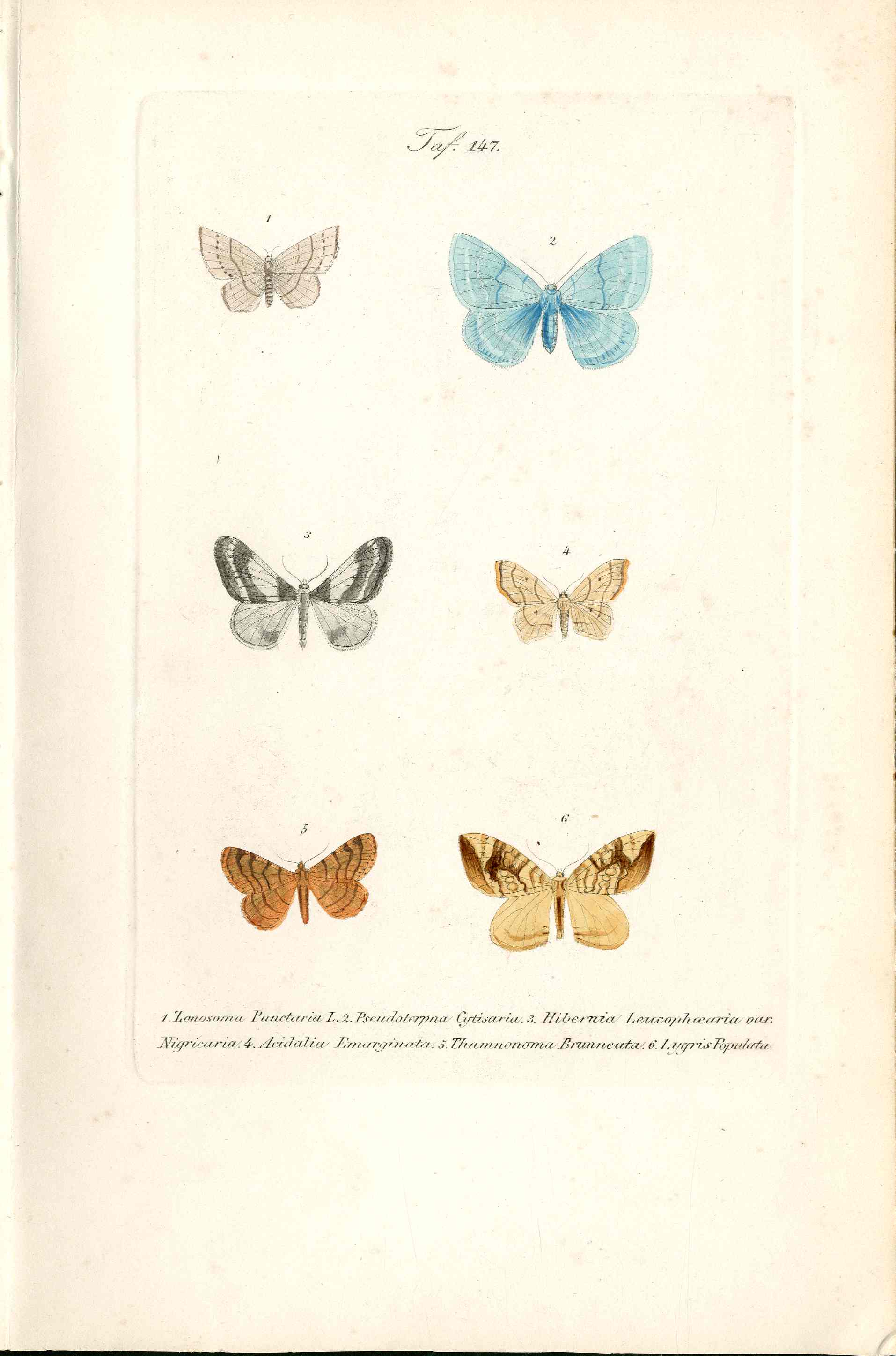 Kayser Hand Colored Engraving Magpie Moth KAY17