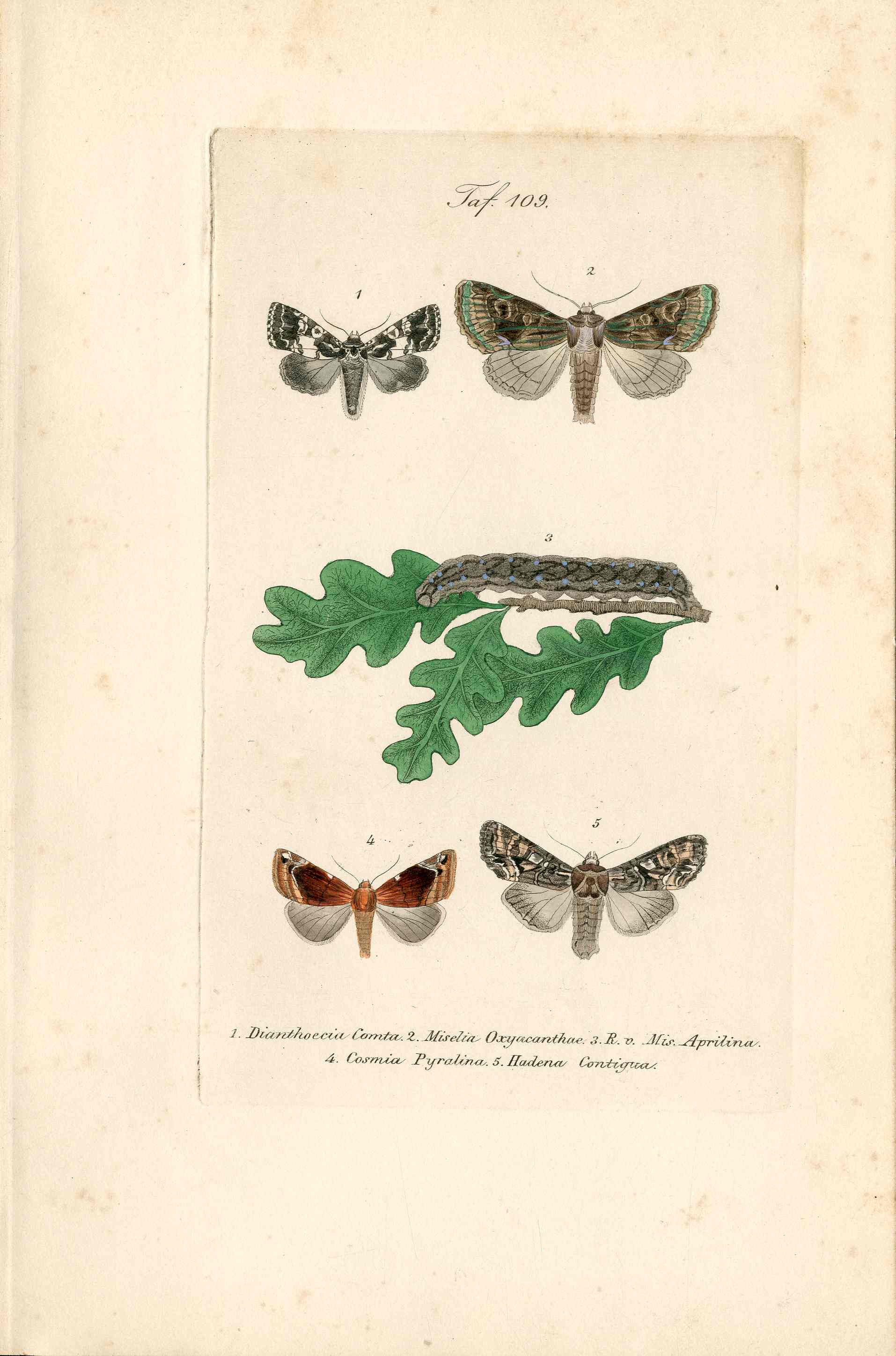 Kayser Hand Colored Engraving Dianthoecia Comta. Moth KAY18