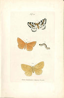 Kayser Hand Colored Engraving Orange Moth KAY19