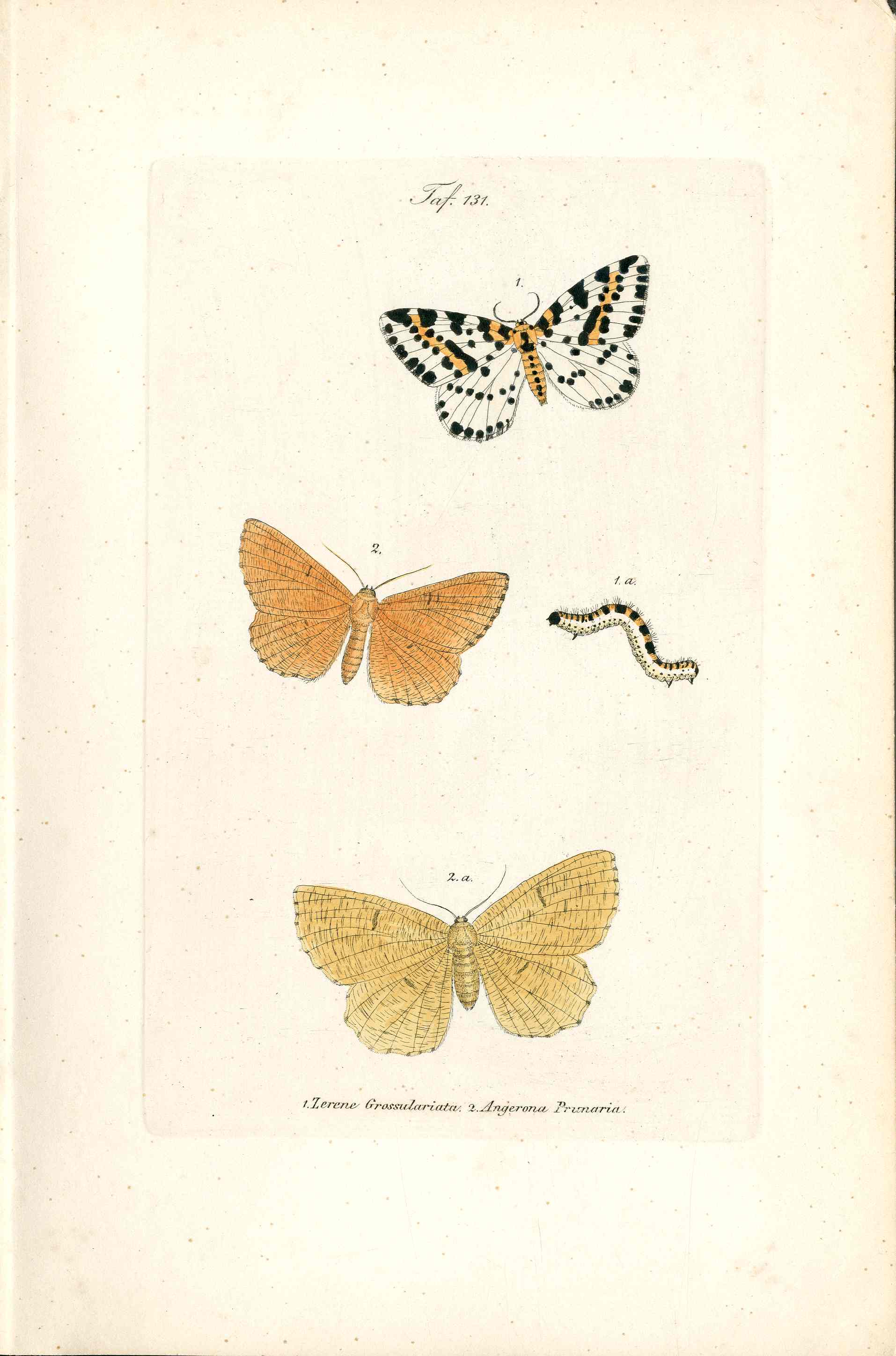 Kayser Hand Colored Engraving Orange Moth KAY19