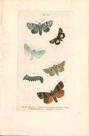 Kayser Hand Colored Engraving Passenger Moth KAY20