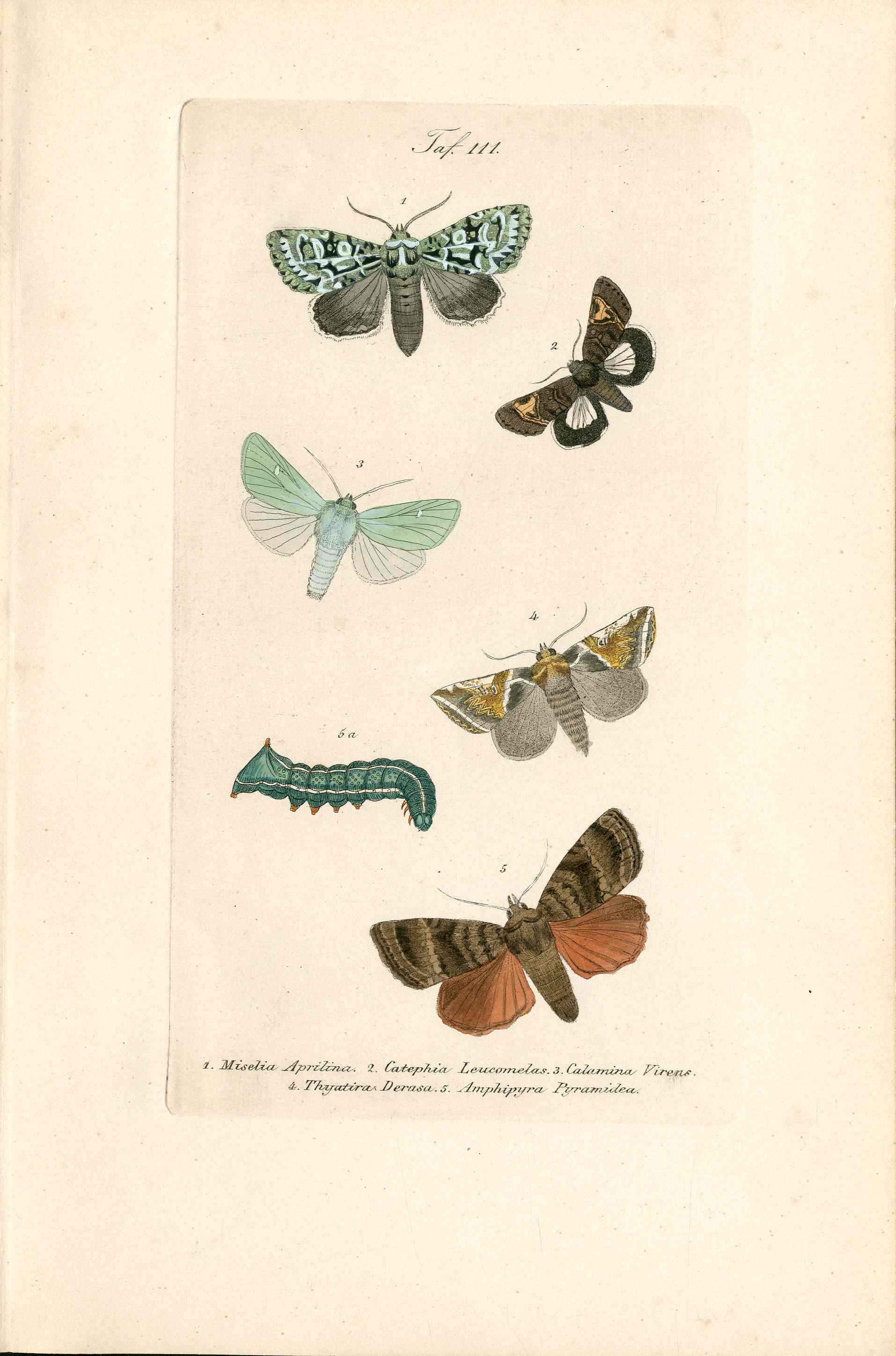 Kayser Hand Colored Engraving Passenger Moth KAY20