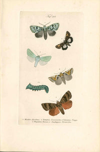 Kayser Hand Colored Engraving Passenger Moth KAY20