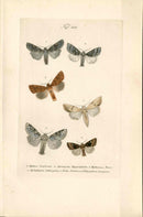 Kayser Hand Colored Engraving Light & Grey Arches Moths KAY21