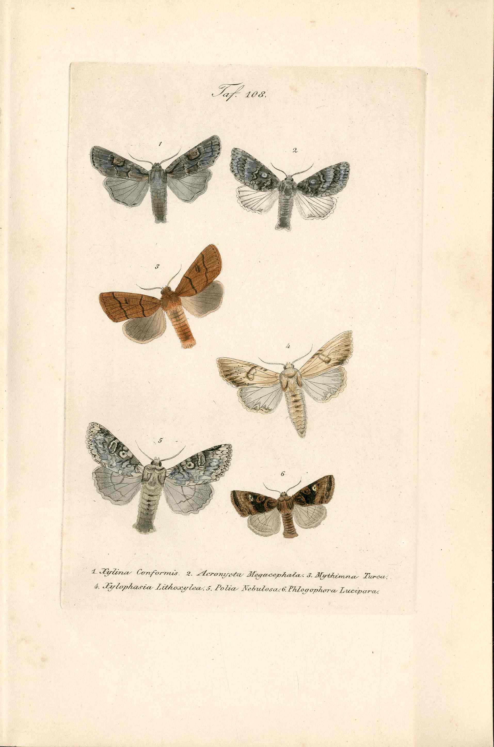 Kayser Hand Colored Engraving Light & Grey Arches Moths KAY21