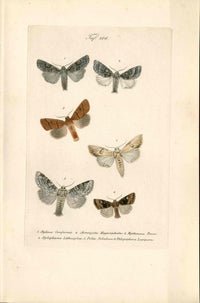 Kayser Hand Colored Engraving Light & Grey Arches Moths KAY21