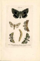 Kayser Hand Colored Engraving Herald Moth KAY22