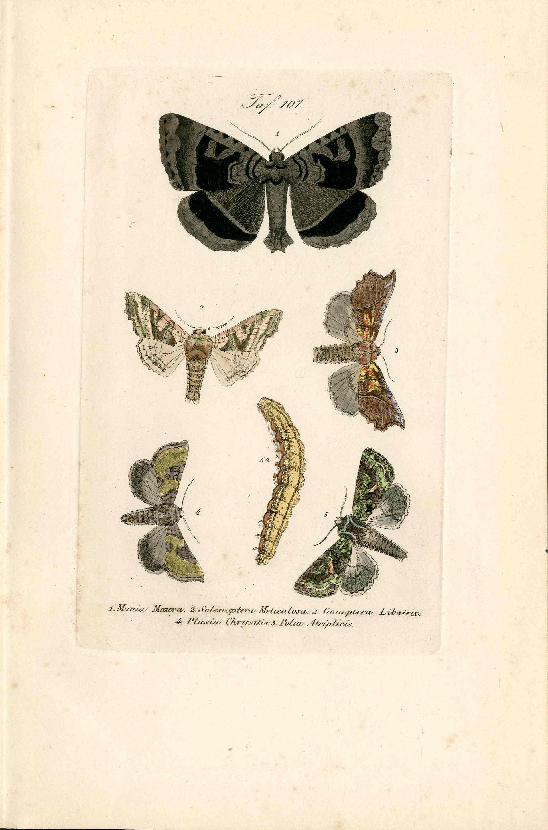 Kayser Hand Colored Engraving Herald Moth KAY22