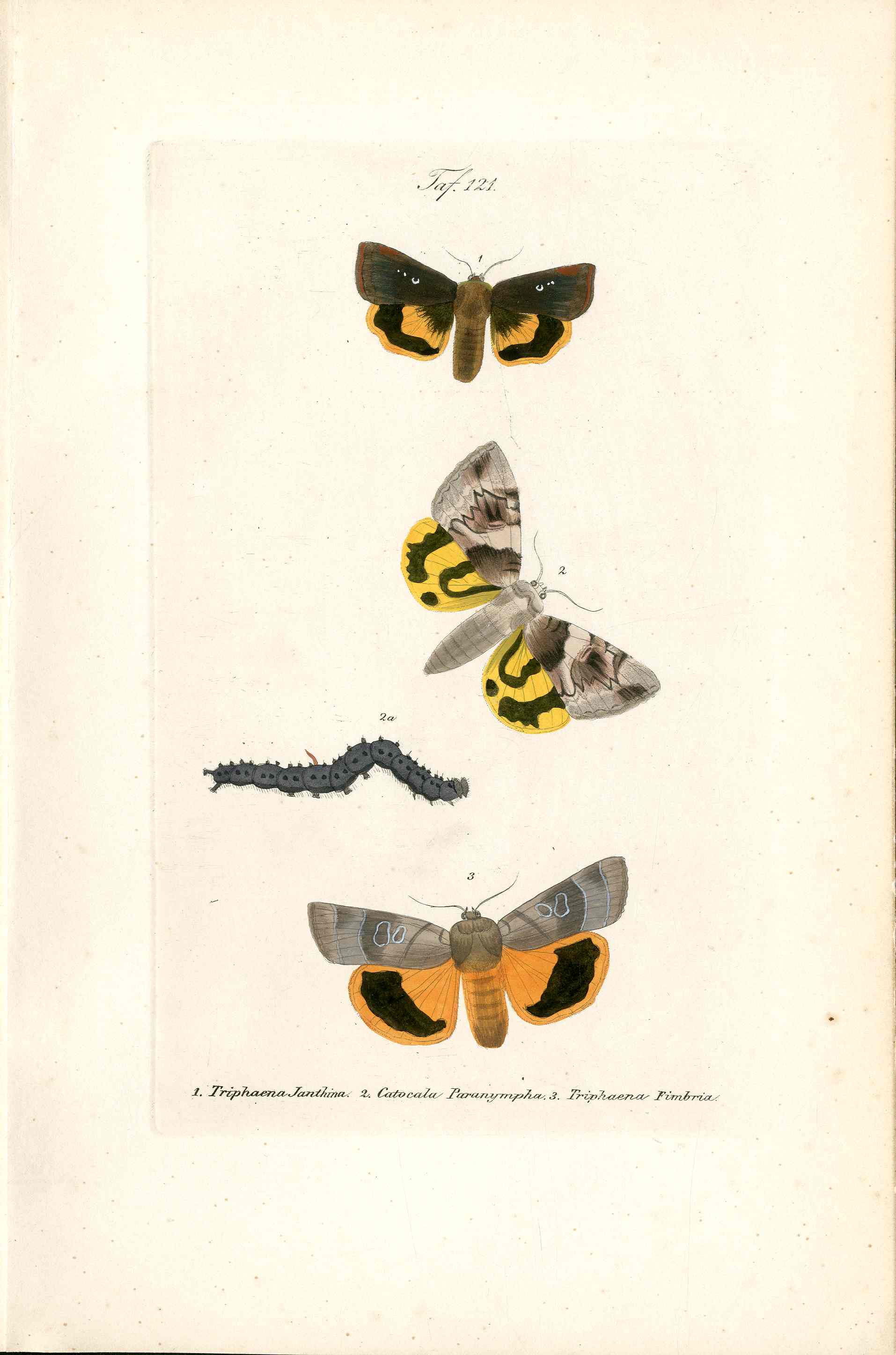 Kayser Hand Colored Engraving Triphaena Janthina Moth KAY24
