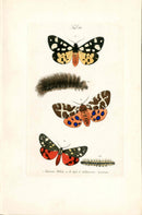 Kayser Hand Colored Engraving Tiger Moths KAY25
