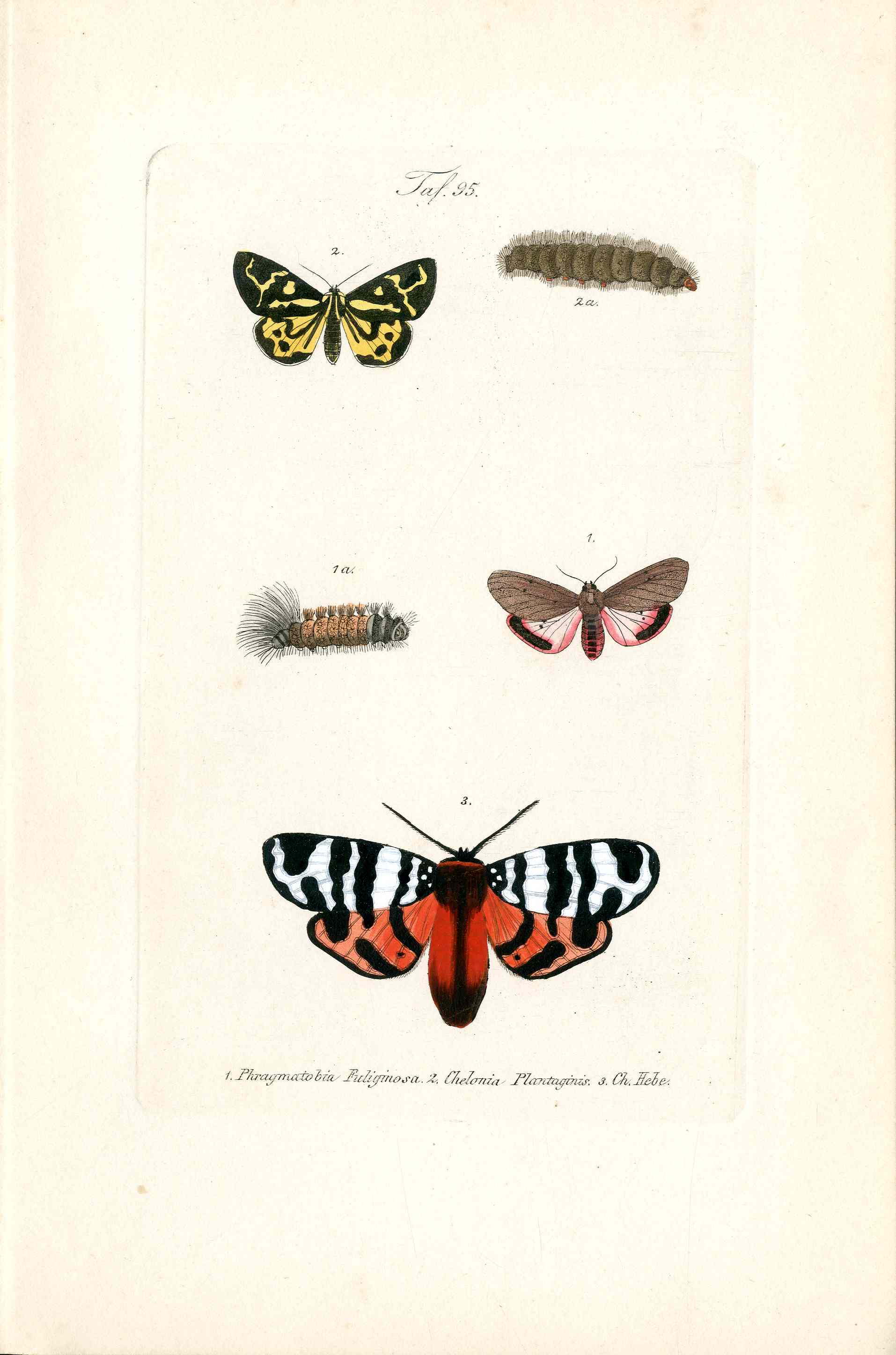 Kayser Hand Colored Engraving Ruby Tiger Moth KAY26
