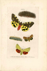 Kayser Hand Colored Engraving Brown Tiger Moth KAY27