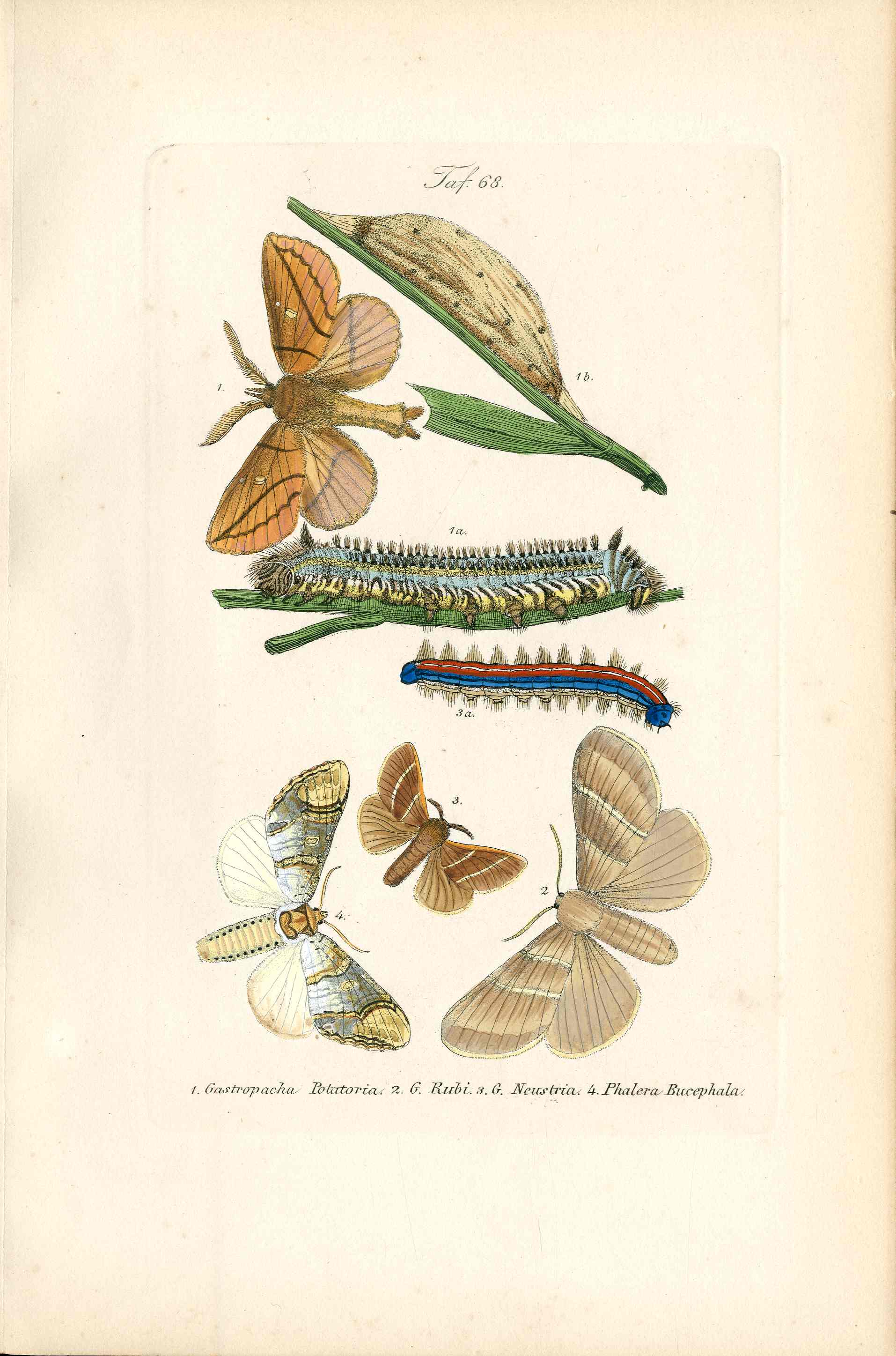 Kayser Hand Colored Engraving Lappet, Buff-tip Moths KAY28