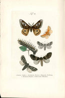 Kayser Hand Colored Engraving Emperor Moth KAY29