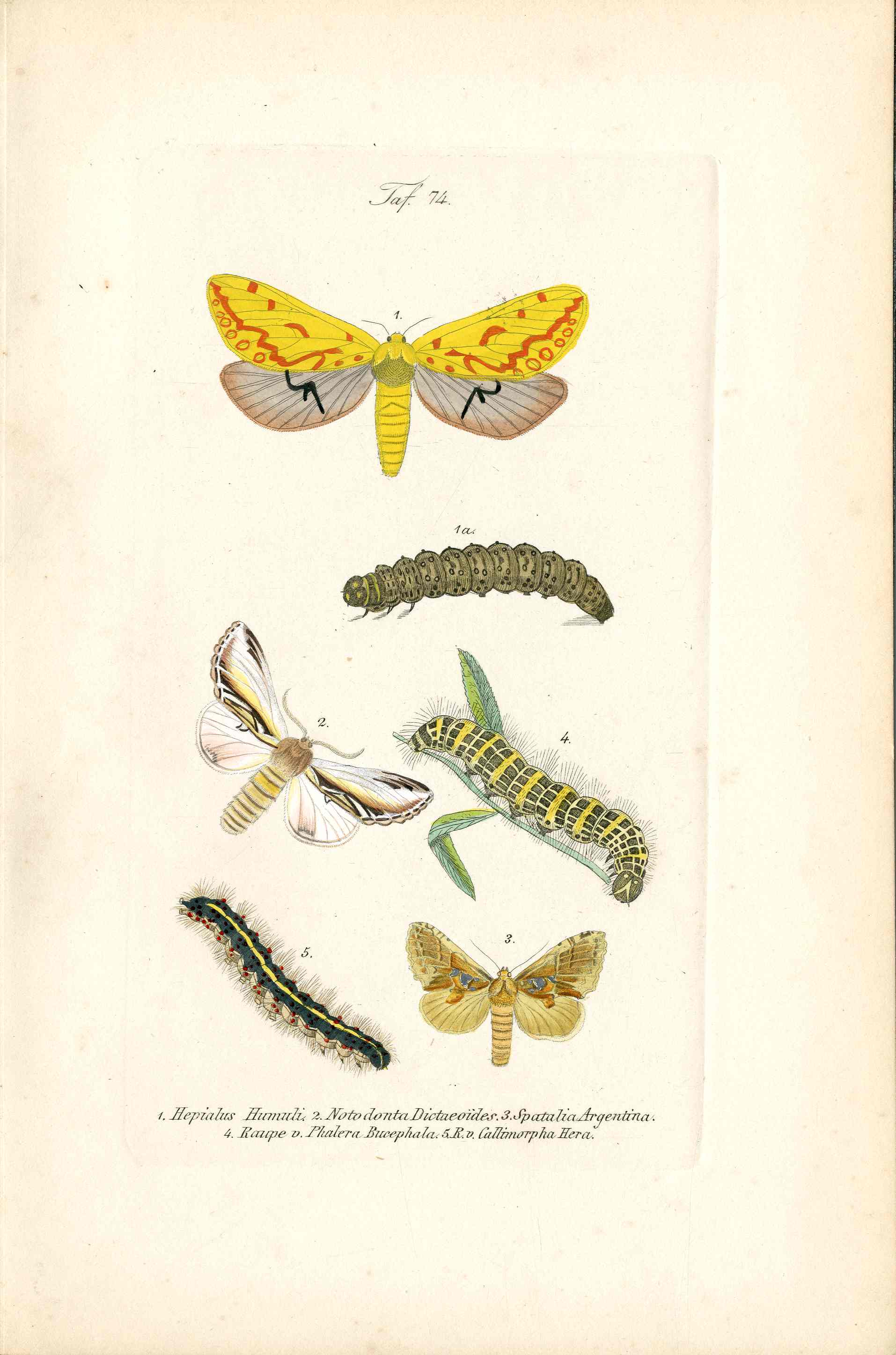 Kayser Hand Colored Engraving Ghost Moth KAY30