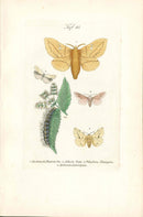 Kayser Hand Colored Engraving White Ermine Moth KAY31