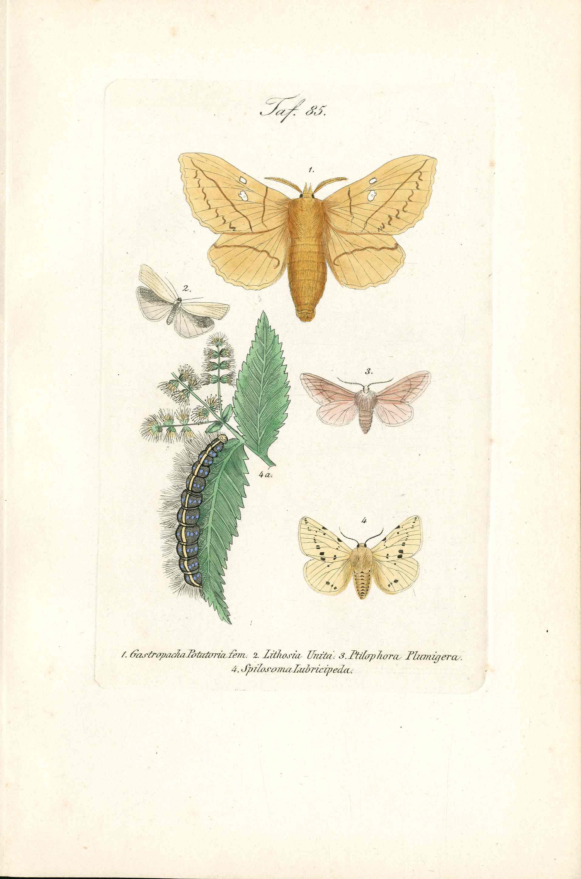 Kayser Hand Colored Engraving White Ermine Moth KAY31