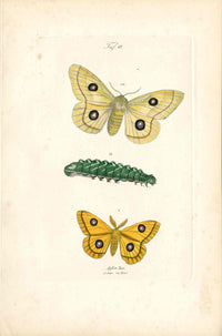 Kayser Hand Colored Engraving Tau Emperor Moth KAY32