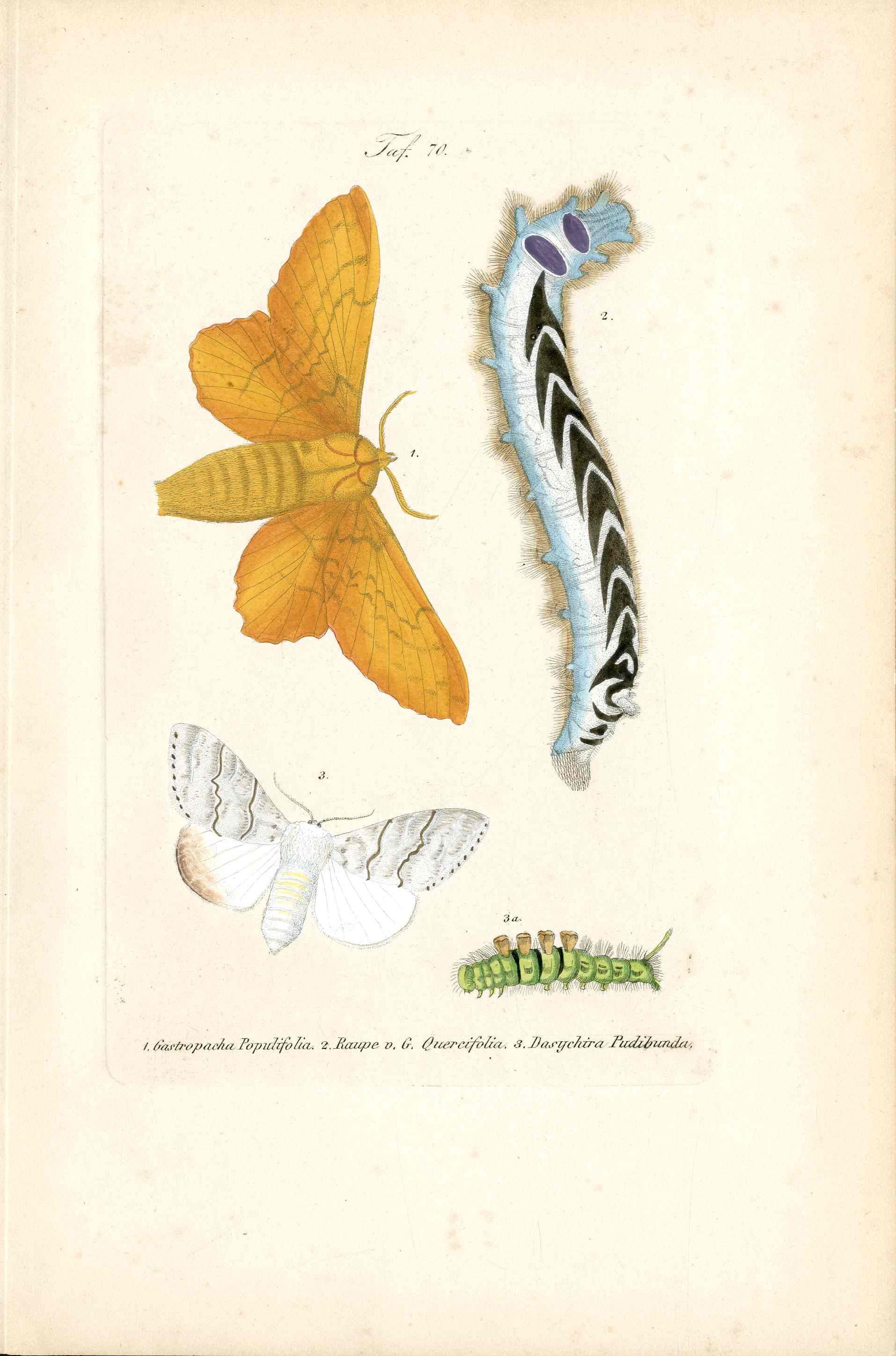 Kayser Hand Colored Engraving Pale Tussock Moth KAY33