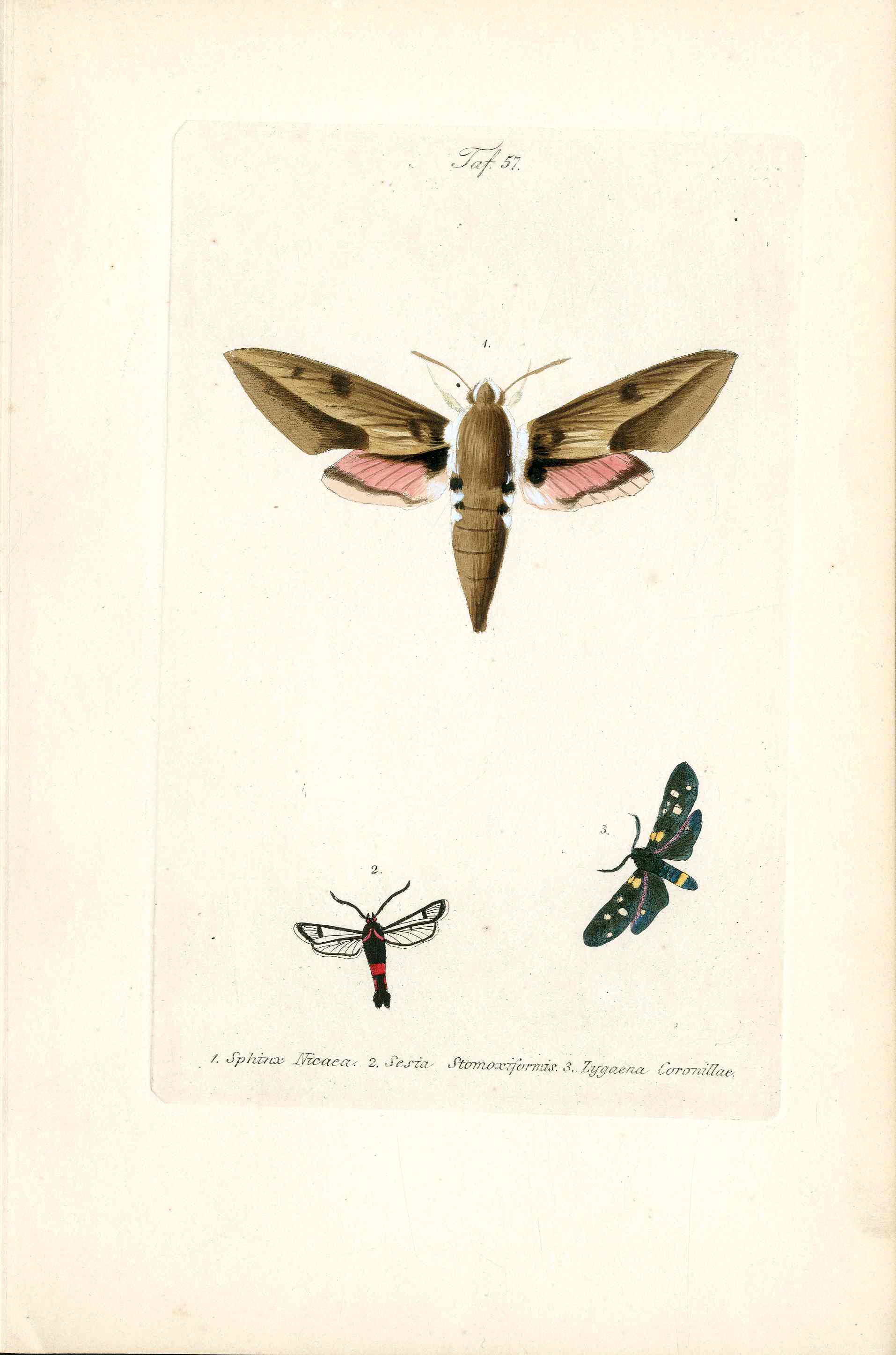 Kayser Hand Colored Engraving Mediterranean Hawk Moth KAY34