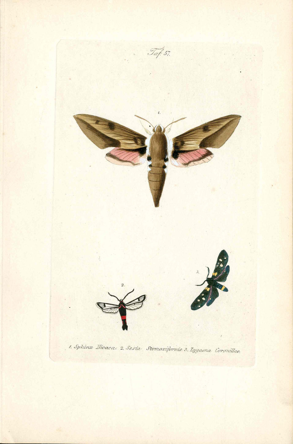 Kayser Hand Colored Engraving Mediterranean Hawk Moth KAY34 | Panteek ...