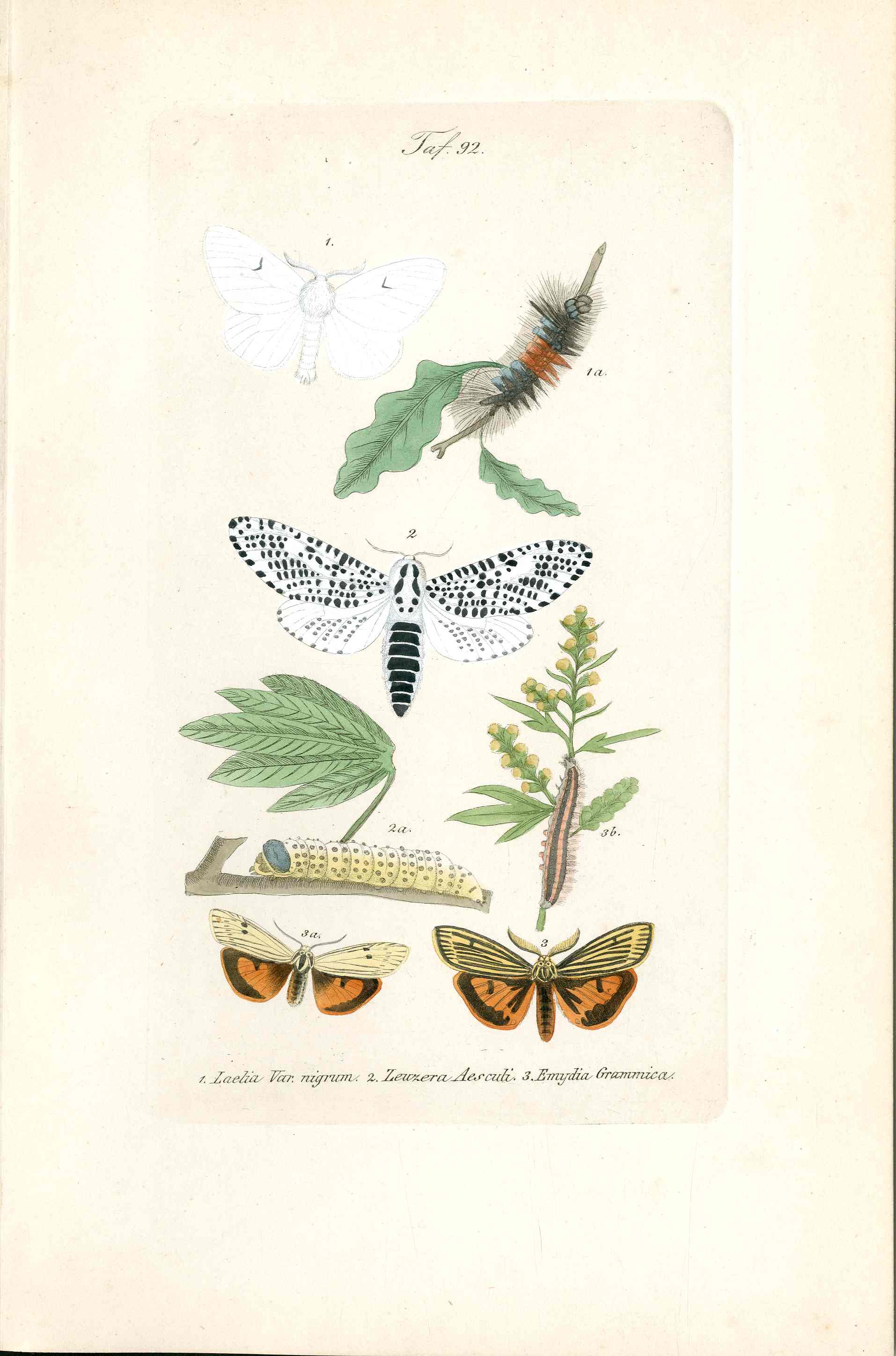 Kayser Hand Colored Engraving Leopard Moth KAY35