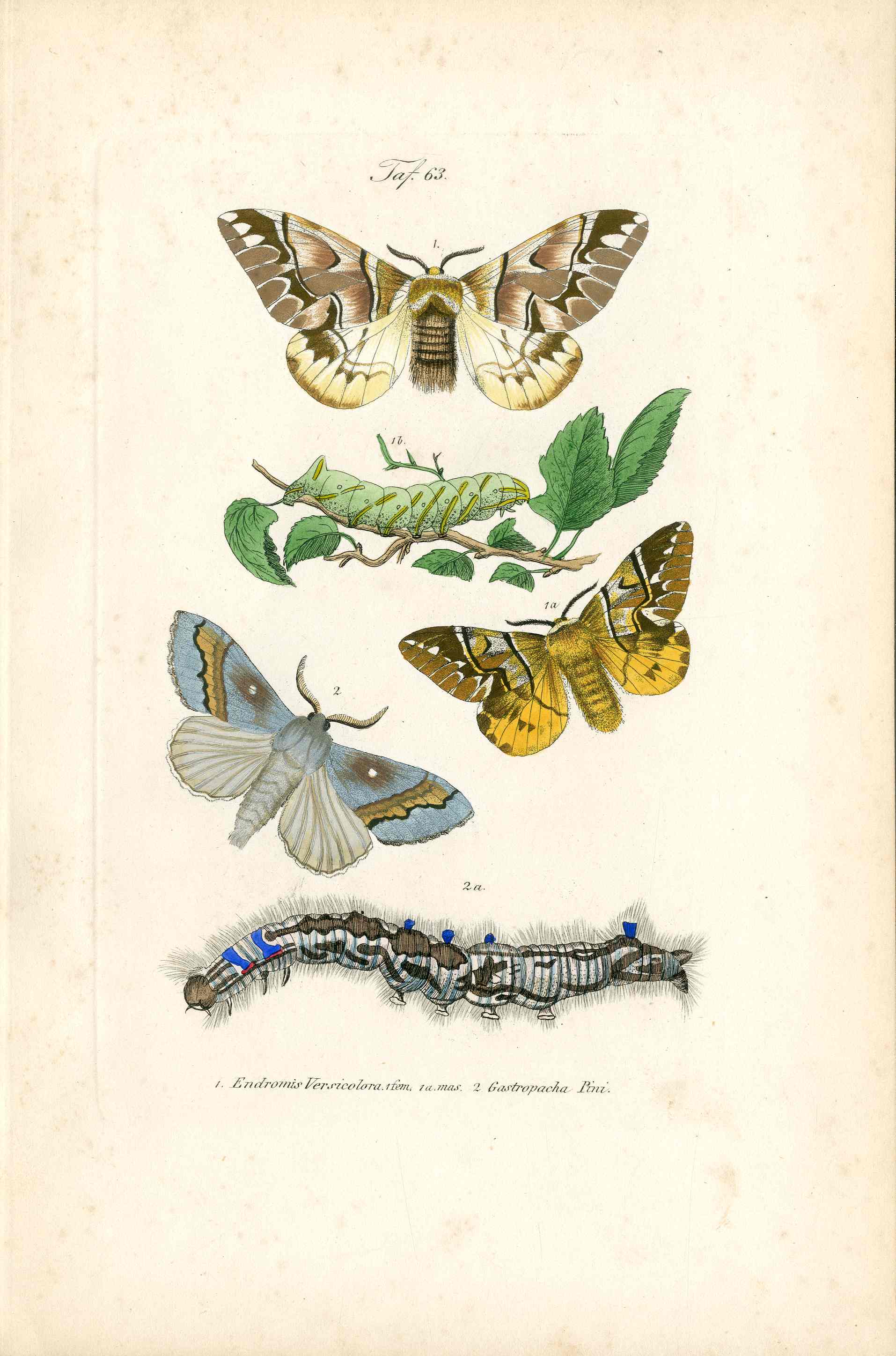 Kayser Hand Colored Engraving Kentish Glory Moth KAY36