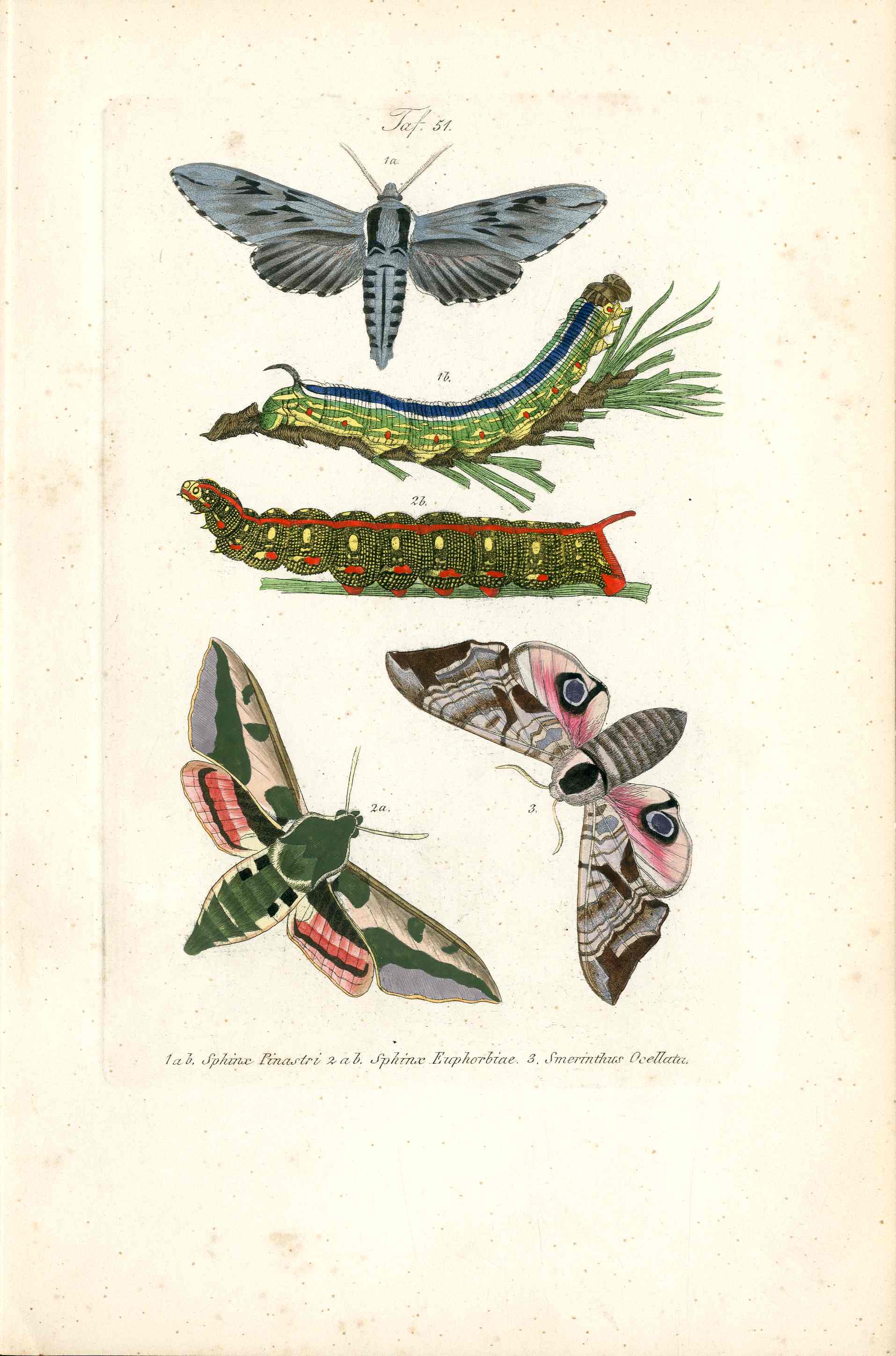 Kayser Hand Colored Engraving Hawk Moths KAY37