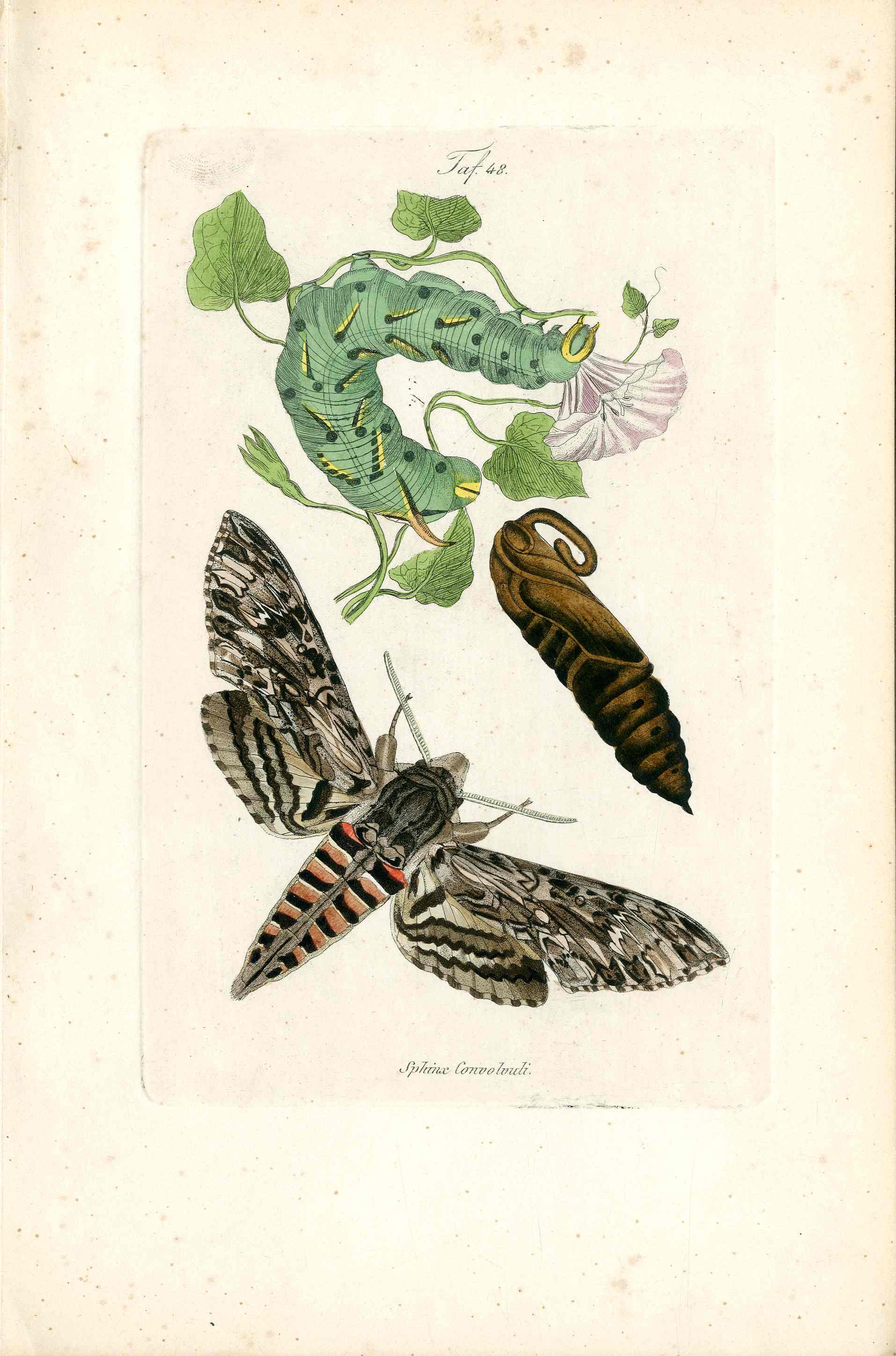 Kayser Hand Colored Engraving Convolvulus Hawk Moth KAY38