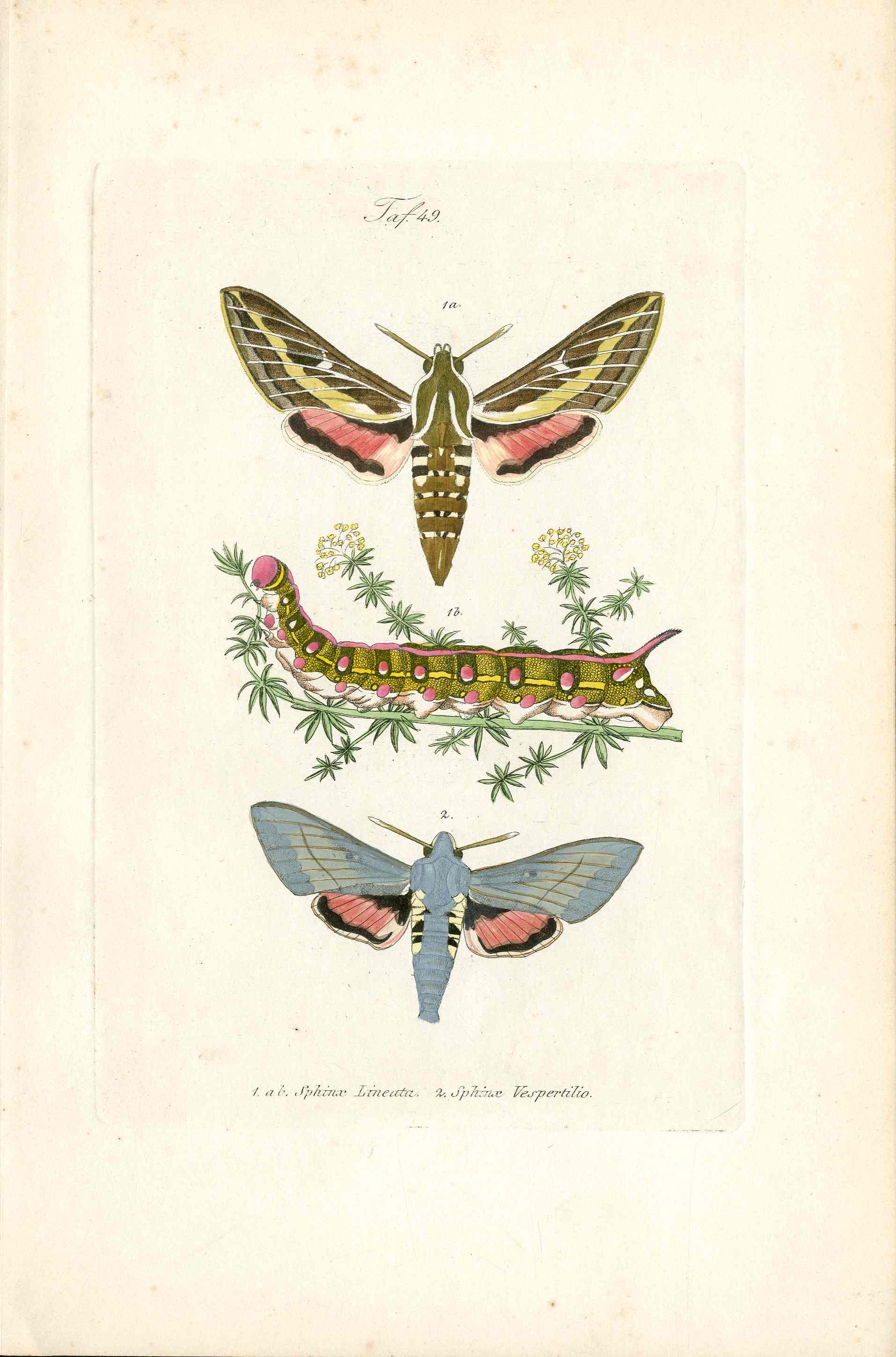 Kayser Hand Colored Engraving White-lined Sphinx Moth KAY39
